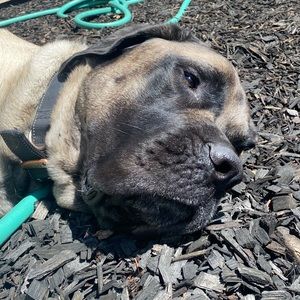 Meet your Posher, Jesse